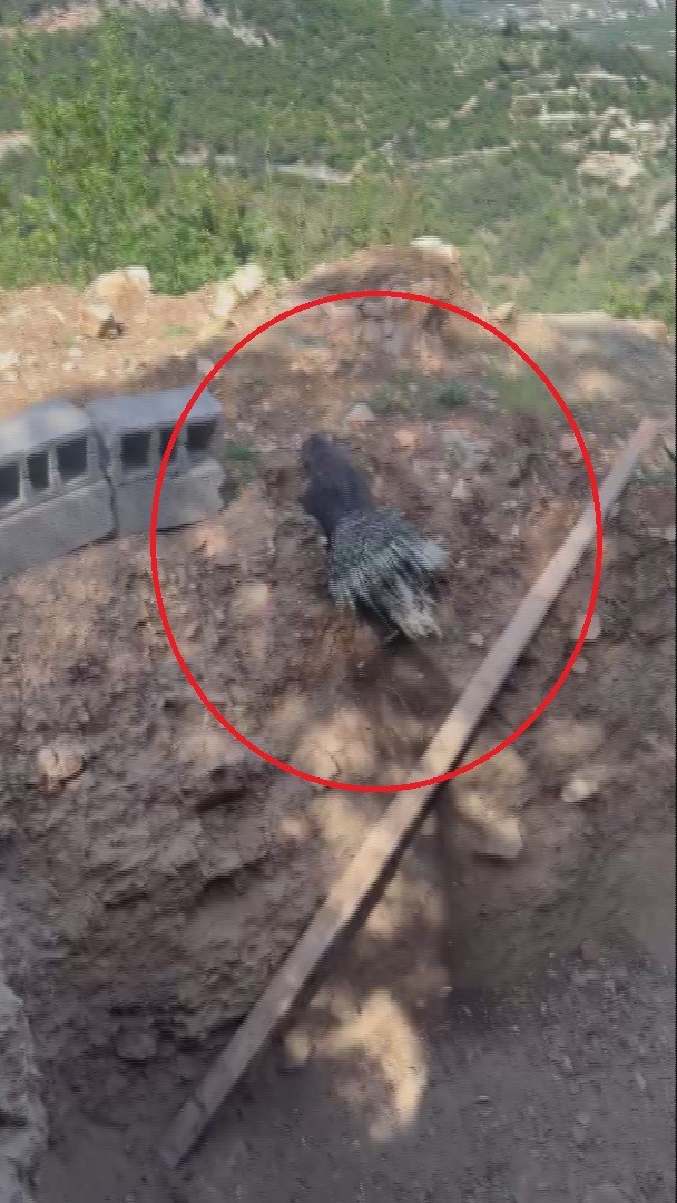 Çukura düşen dikenli kirpiyi kurtaran doğaseverin yürek ısıtan iyiliği sosyal medyada ilgi odağı oldu 8 cukura dusen dikenli kirpiyi kurtaran dogaseverin yurek isitan iyiligi sosyal medyada ilgi odagi oldu 1eOc6IlZ