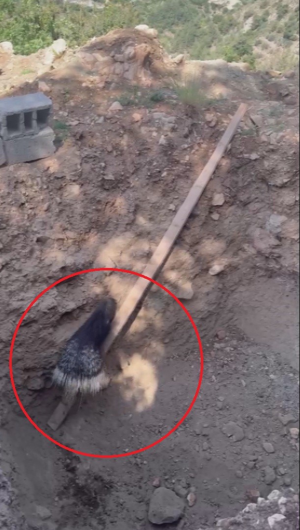 Çukura düşen dikenli kirpiyi kurtaran doğaseverin yürek ısıtan iyiliği sosyal medyada ilgi odağı oldu 6 cukura dusen dikenli kirpiyi kurtaran dogaseverin yurek isitan iyiligi sosyal medyada ilgi odagi oldu EFSFiDkU