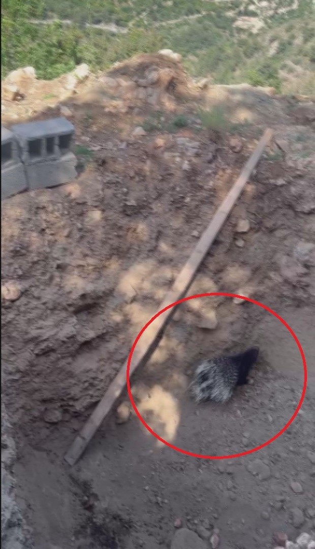 Çukura düşen dikenli kirpiyi kurtaran doğaseverin yürek ısıtan iyiliği sosyal medyada ilgi odağı oldu 7 cukura dusen dikenli kirpiyi kurtaran dogaseverin yurek isitan iyiligi sosyal medyada ilgi odagi oldu ZPq31irm