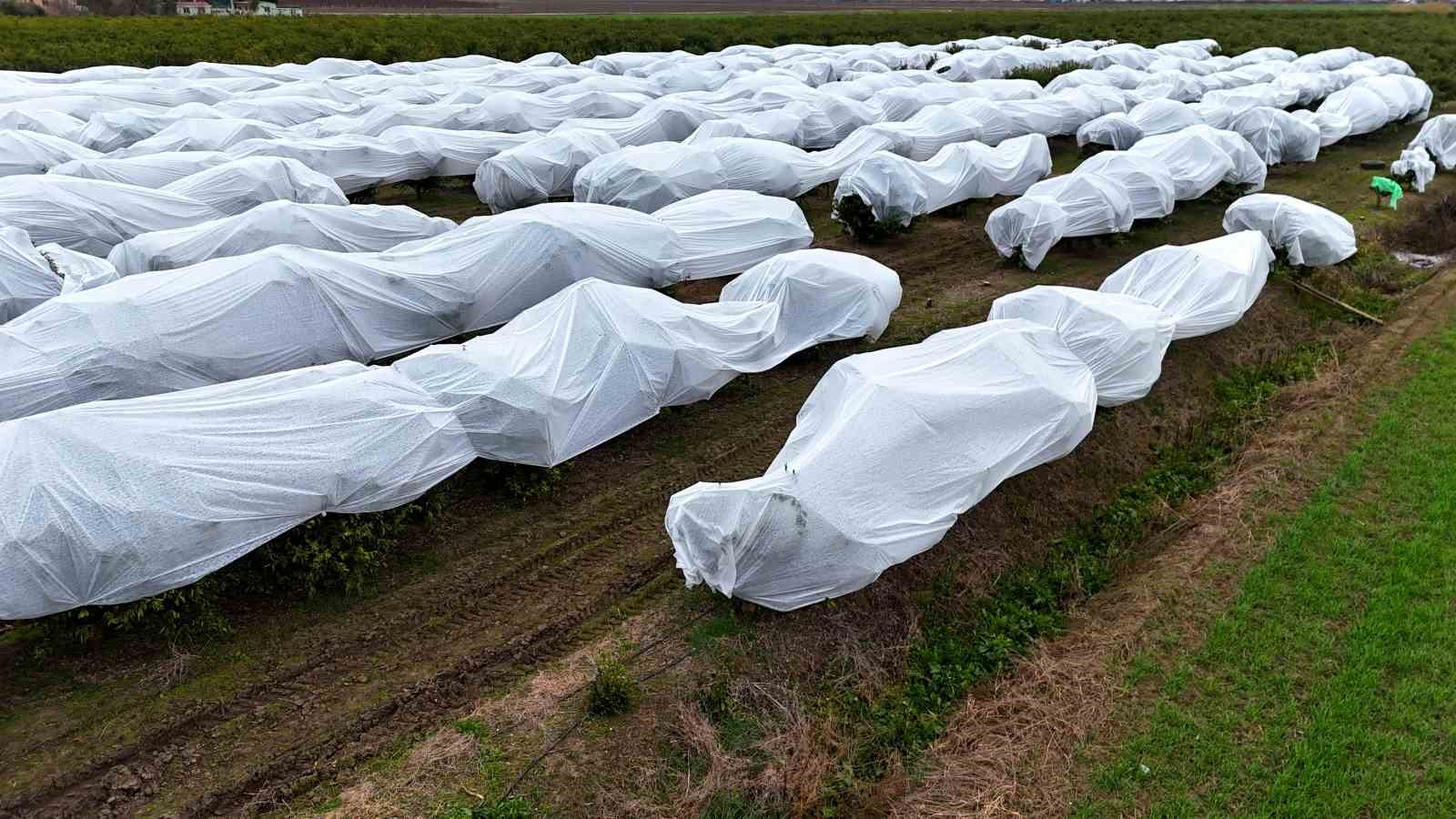 cukurova ciftcisinden zirai don onlemi 15 donum limon agaci fileyle ortuldu 2 126yL2mb
