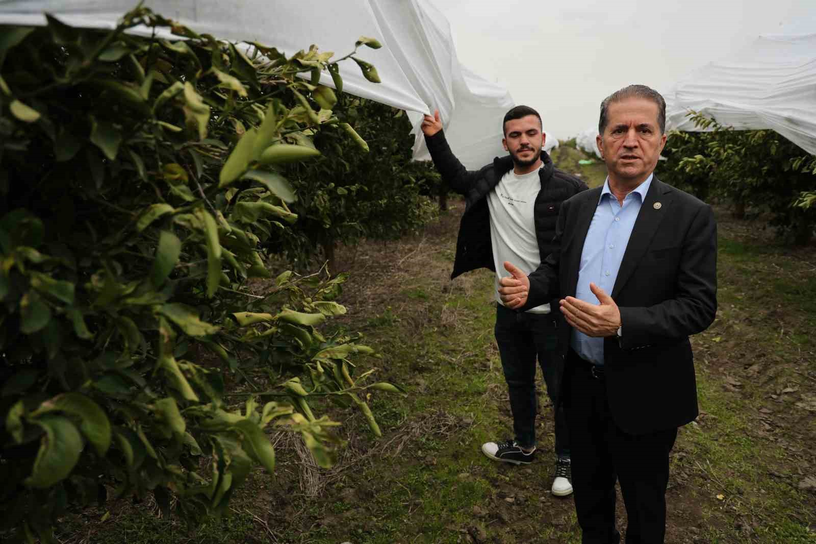 cukurova ciftcisinden zirai don onlemi 15 donum limon agaci fileyle ortuldu 4 AVbsqRfi