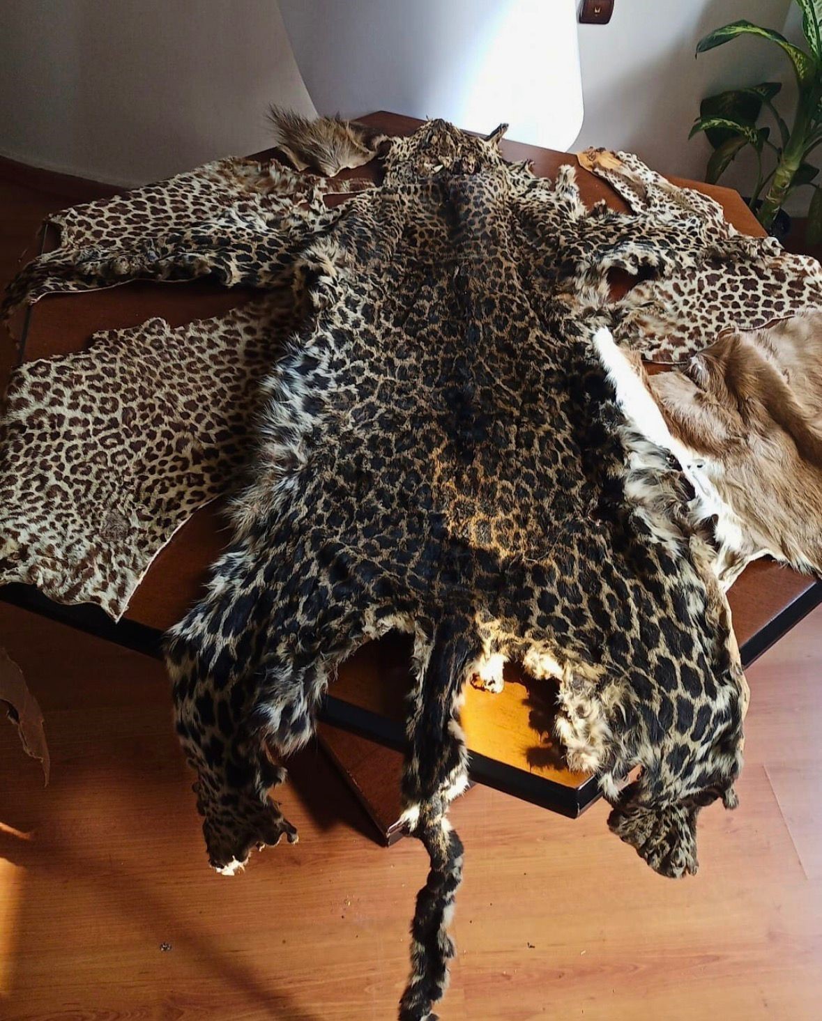cukurova uluslararasi havalimaninda leopar postu ve baykus gozu ele gecirildi 0 b7Kcw6kE