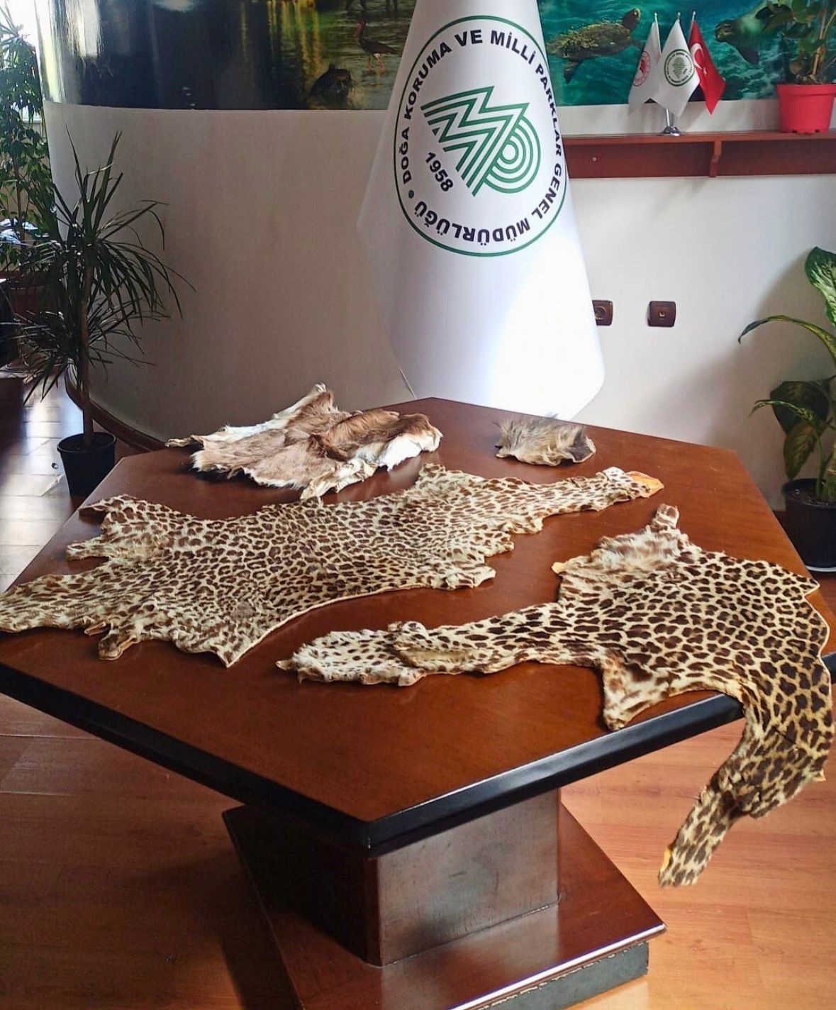 cukurova uluslararasi havalimaninda leopar postu ve baykus gozu ele gecirildi 1 NfWbEtkb