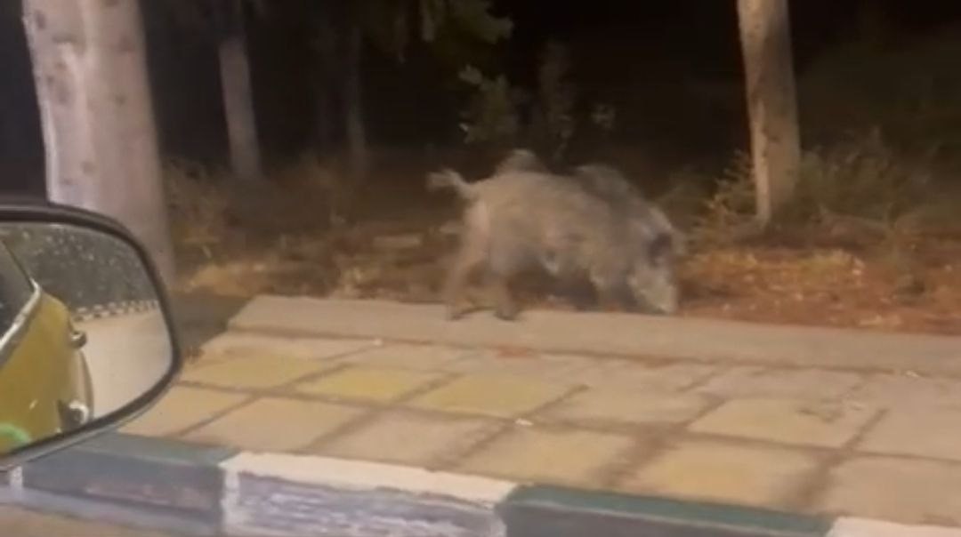 cukurova universitesi yerleskesine suru halinde giren domuzlar goruntulendi 1