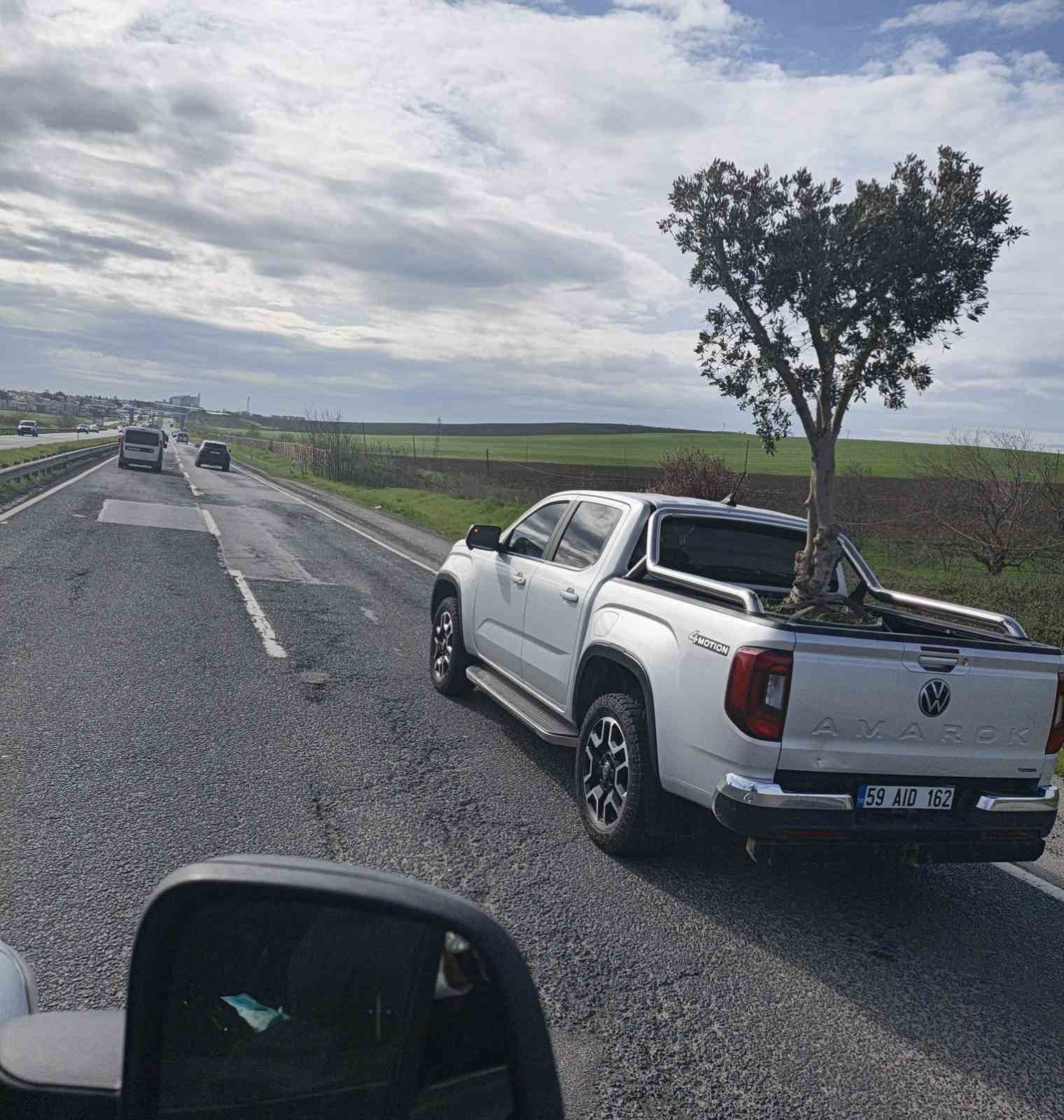 d100de sasirtan goruntu pikapta zeytin agaci tasidilar 2 BfmZDMVr