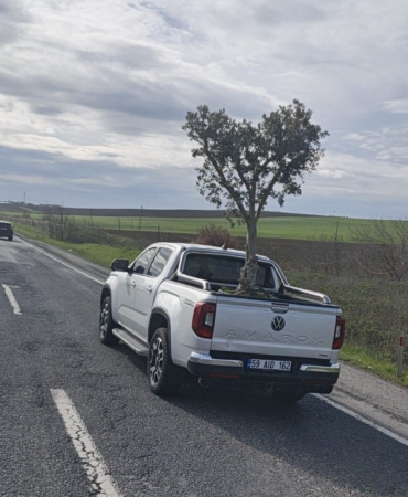 d100de-sasirtan-goruntu-pikapta-zeytin-agaci-tasidilar-yKDfCZzJ.jpg