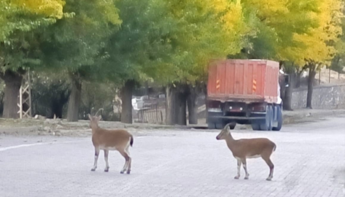dag kecileri sonbahara renk katti tuncelide gorsel solen 1 yumpR7pf