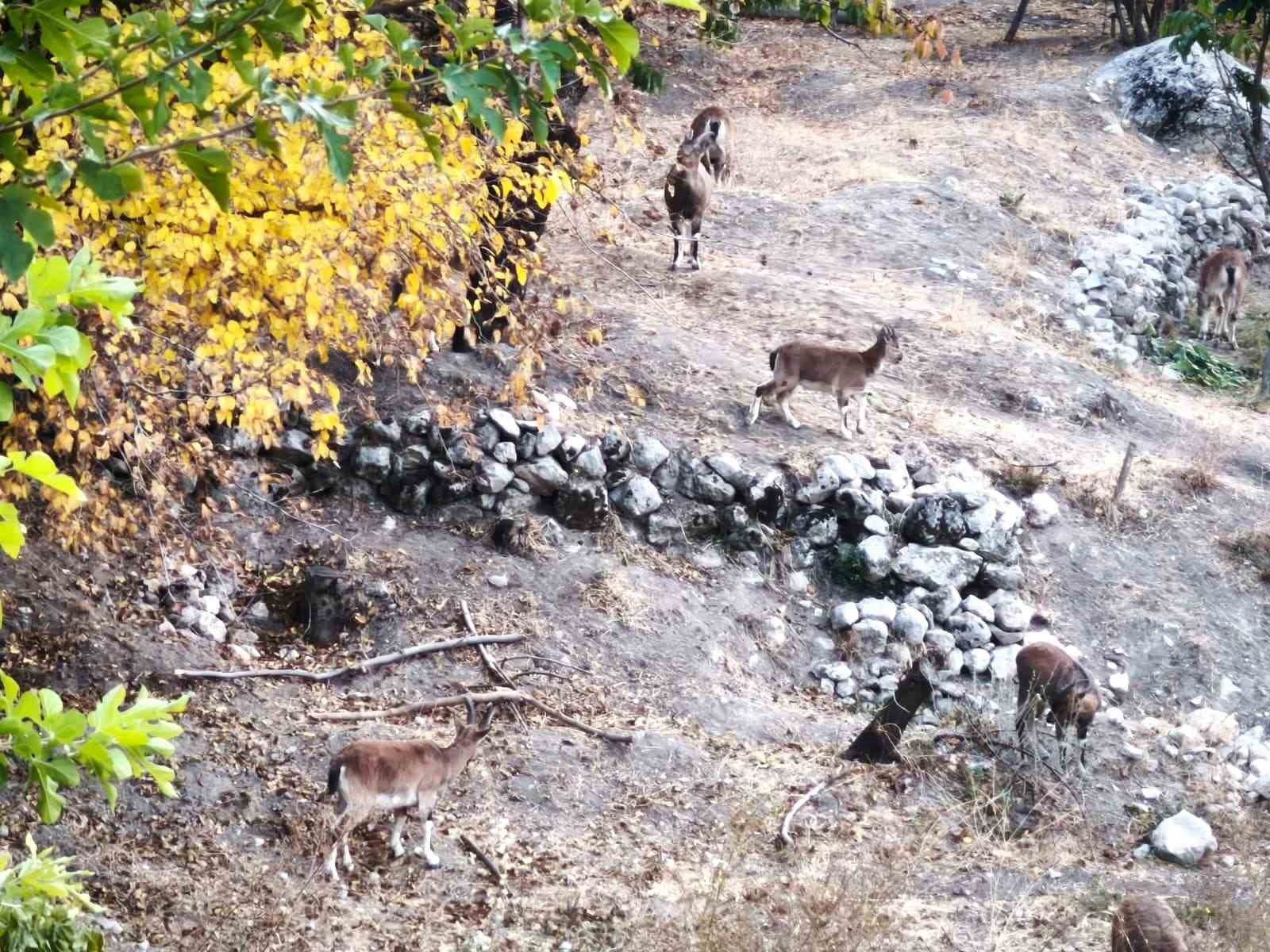 dag kecileri sonbahara renk katti tuncelide gorsel solen 2