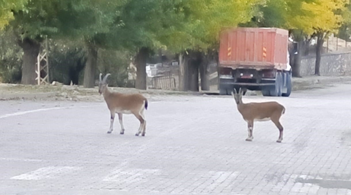 dag kecileri sonbahara renk katti tuncelide gorsel solen 5 YGw2YfIg