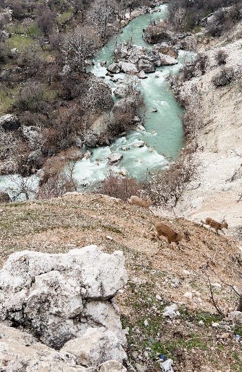 dag kecileri suru halinde goruntulendi 1 a59I72bl