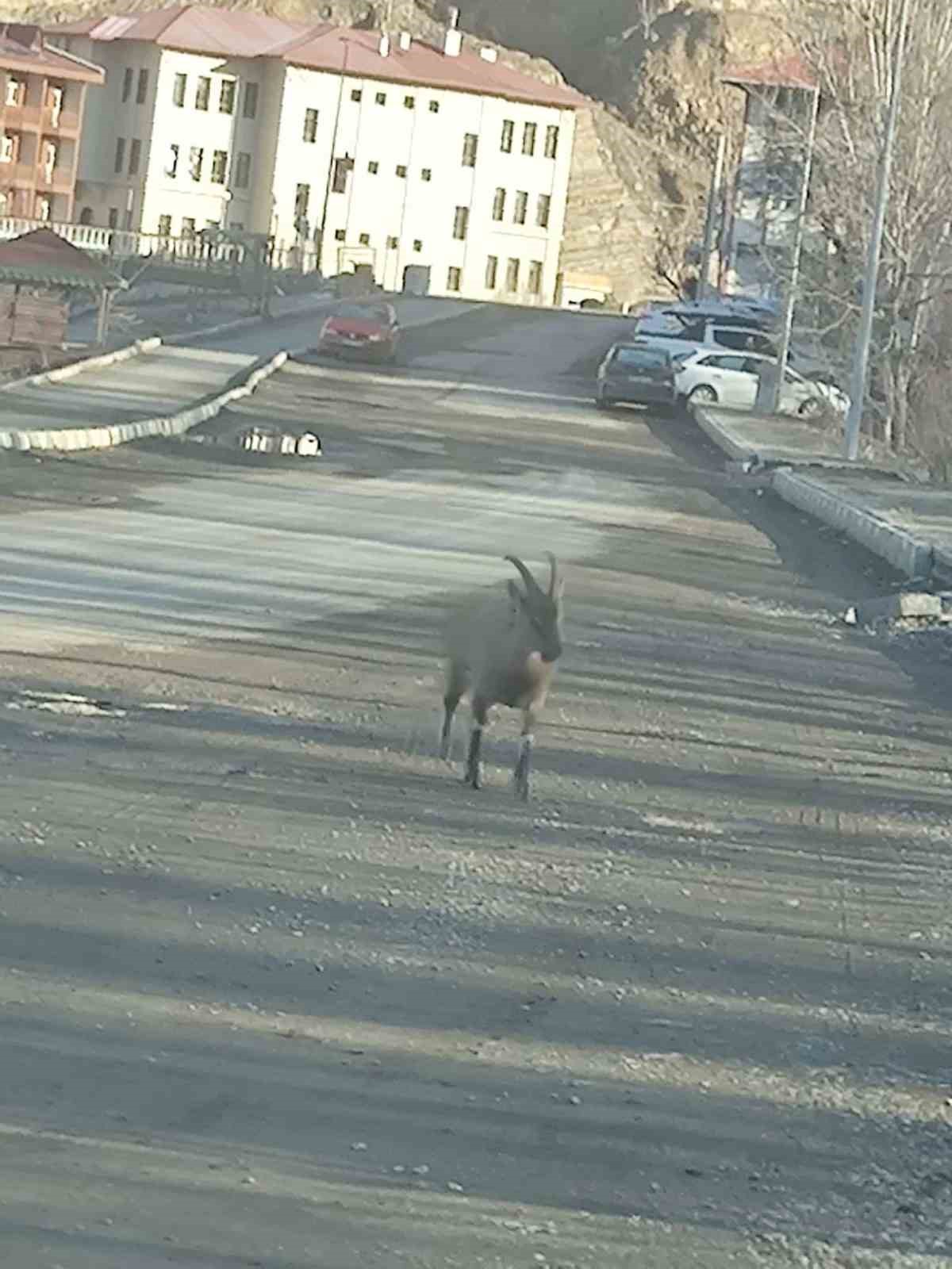 dag kecisi ilce merkezine indi vatandaslari hayrete dusurdu 0 gElB9mqy
