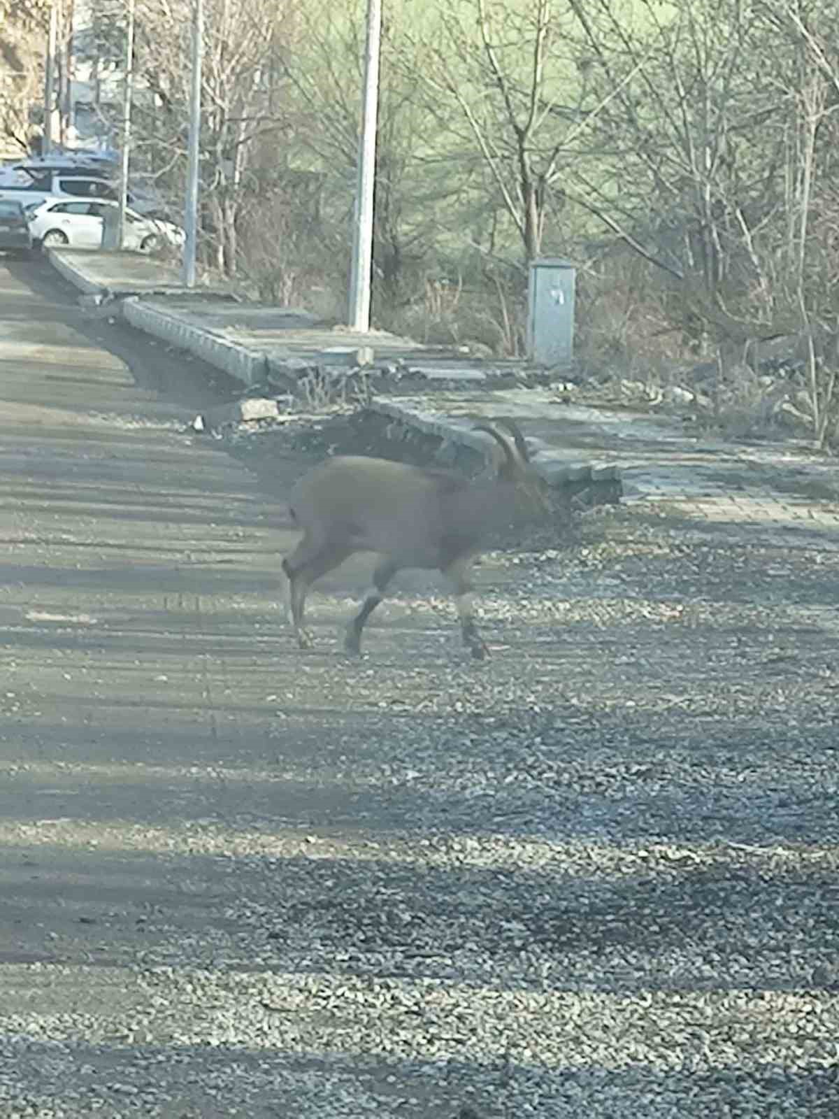 dag kecisi ilce merkezine indi vatandaslari hayrete dusurdu 1 15czAWDQ