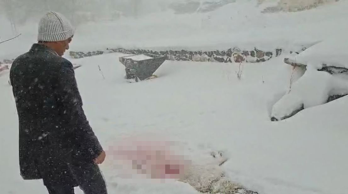 dagda ac kalan kurtlar koyun kabusu oldu 1 qrEvIKv1