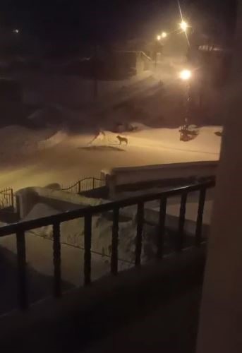 dagda ac kalan kurtlar koyun kabusu oldu 2 XUeMbMmF