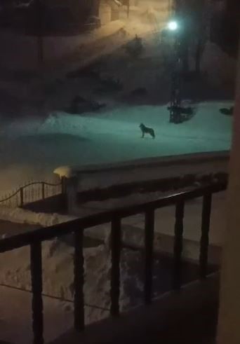 dagda ac kalan kurtlar koyun kabusu oldu 3 bGvv7tG5