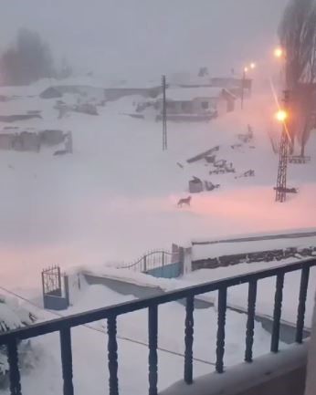 dagda ac kalan kurtlar koyun kabusu oldu 4