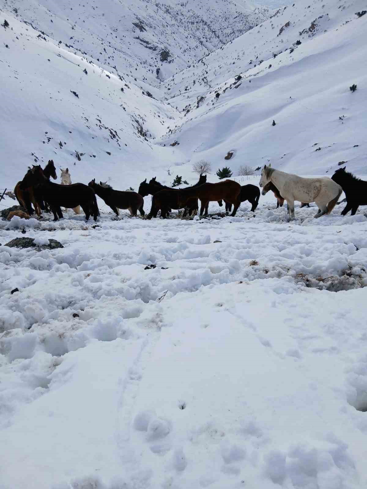 dagda karda mahsur kalan katirlar kurtarildi 1 wNw4Gy7w