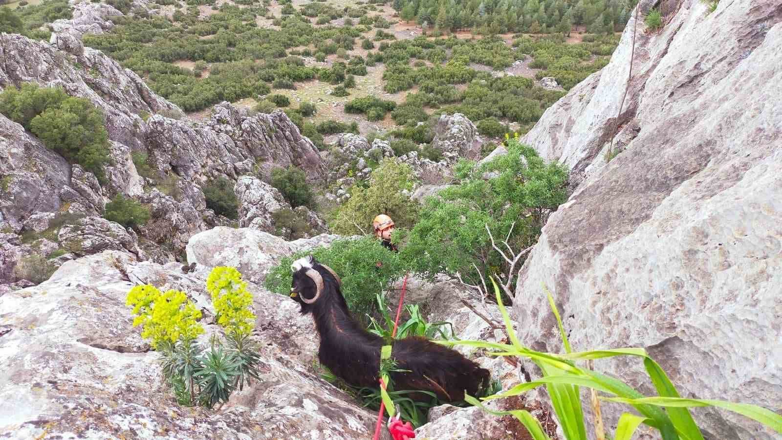 Dağda mahsur kalan keçi kurtarıldı 4 dagda mahsur kalan keci kurtarildi 0 cQz4cPT1