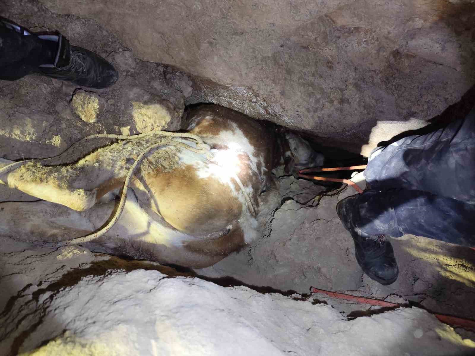 Dağlık alanda otlarken mağaraya düşen inek mağaraya inebilecek kasap bulunamayınca telef oldu 11 daglik alanda otlarken magaraya dusen inek magaraya inebilecek kasap bulunamayinca telef oldu 7 MhPyBLm3