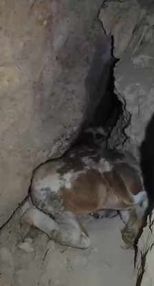 Dağlık alanda otlarken mağaraya düşen inek mağaraya inebilecek kasap bulunamayınca telef oldu 12 daglik alanda otlarken magaraya dusen inek magaraya inebilecek kasap bulunamayinca telef oldu 8 vrZcjmvX