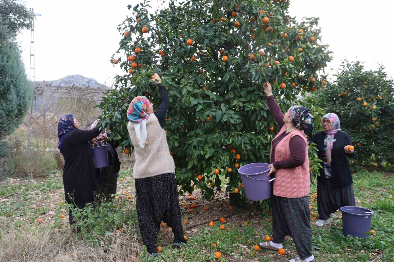 dalinda 5 tl olan turunc kadinlarin elinde kara kazanda deger kazandi 6 TLU6w4qb
