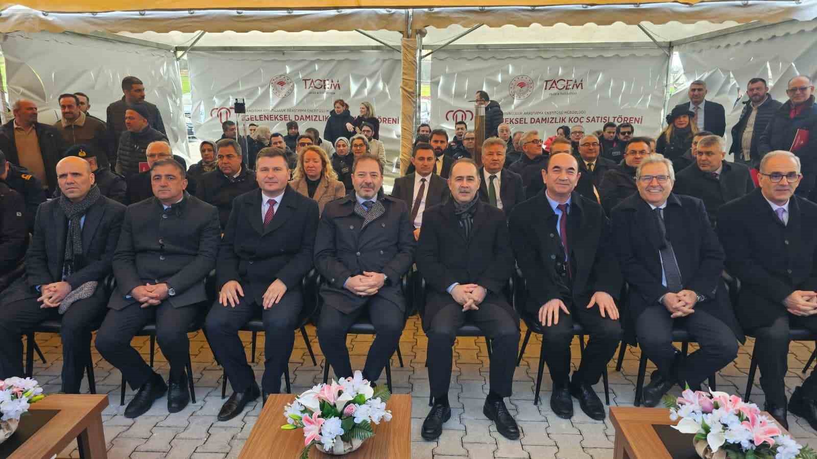 damizlik kocta rekor acik artirmada 1 milyonluk satis 1 R1kWNGfz