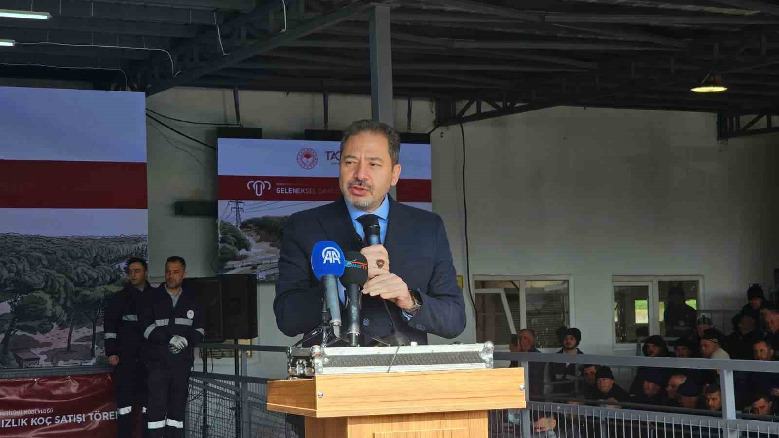 damizlik kocta rekor acik artirmada 1 milyonluk satis 3 uKJJO1Vj