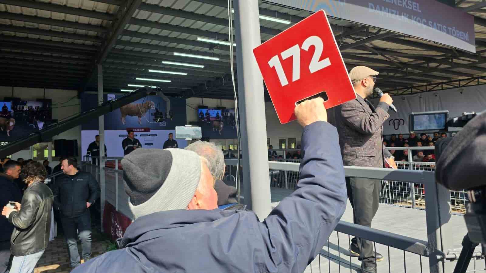 damizlik kocta rekor acik artirmada 1 milyonluk satis 4 frKKzQR3