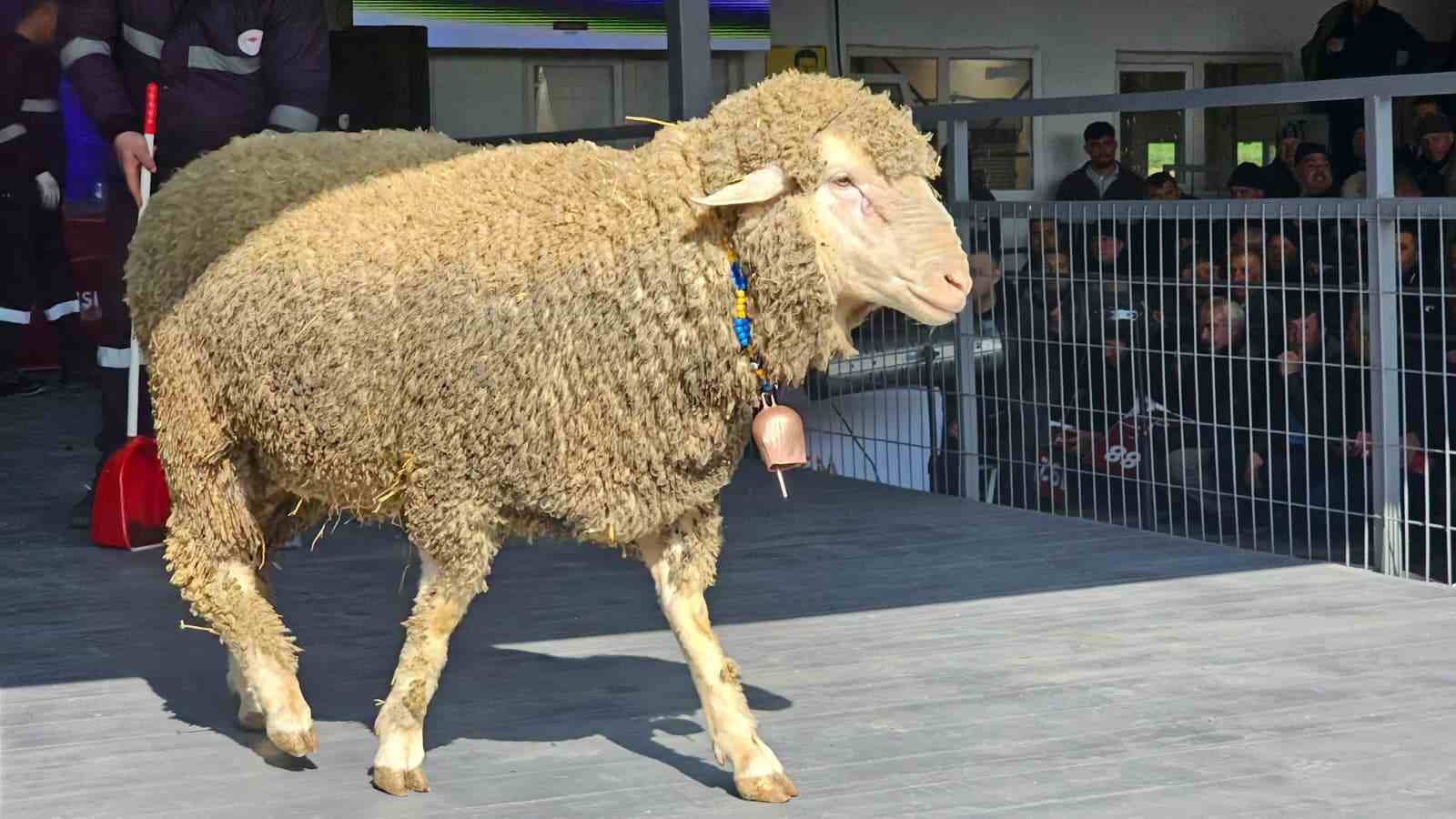 damizlik kocta rekor acik artirmada 1 milyonluk satis 5 fAyhbAQ6
