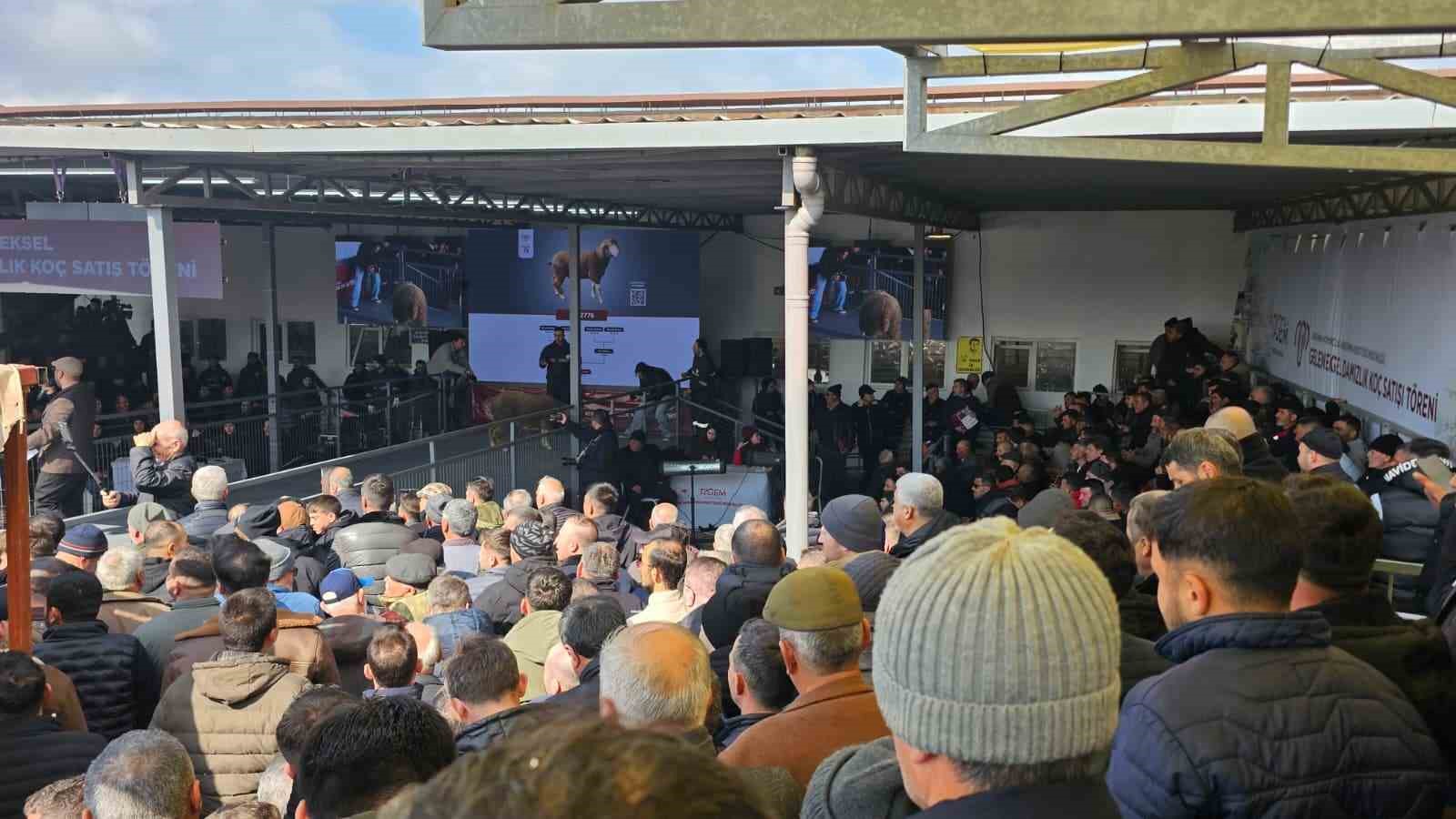 damizlik kocta rekor acik artirmada 1 milyonluk satis 6 3rJhThmU