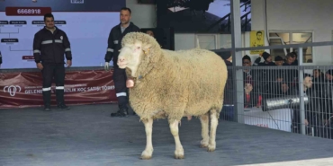 damizlik-kocta-rekor-acik-artirmada-1-milyonluk-satis-KIqC7eb6.jpg