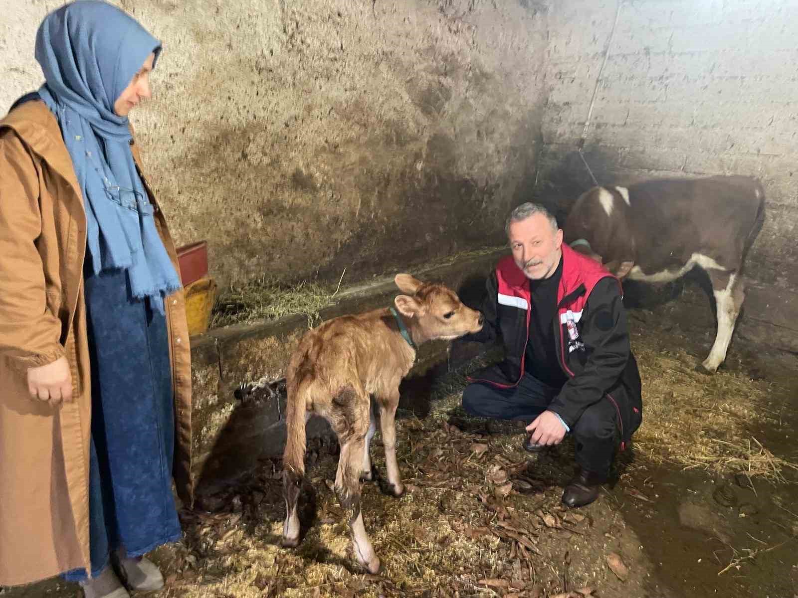 danimarka ve amerikadan getirildiler ofa kisa surede uyum sagladilar 1 Rj7RI1A8
