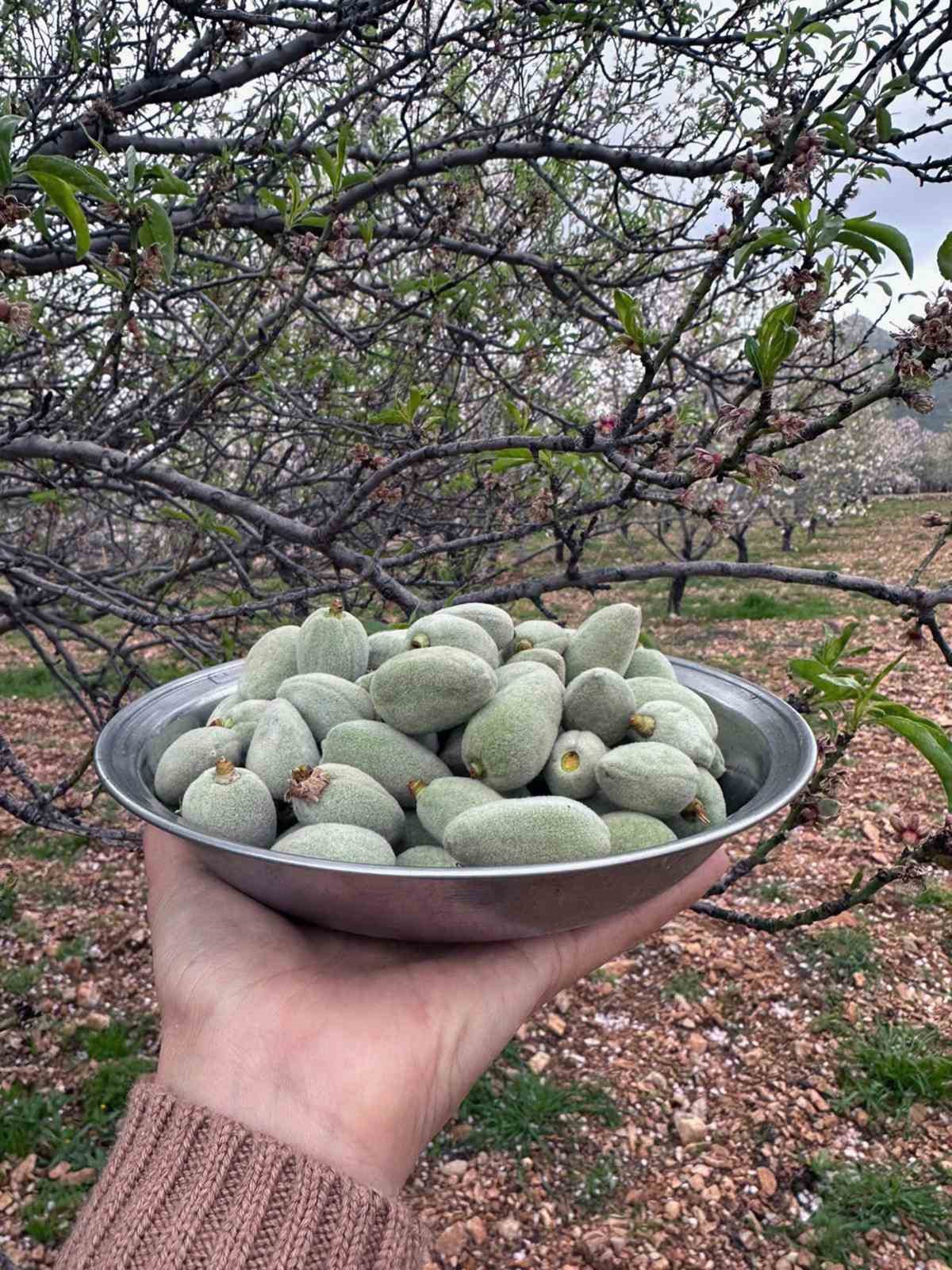 datcanin unlu cagla bademi tezgaha inmeye hazir 1 iOAhVc6G