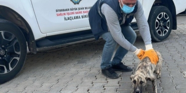 dbb-hayvan-bakimevi-2025te-10-bini-askin-ihbara-mudahale-etti-zehp6Jcz.jpg