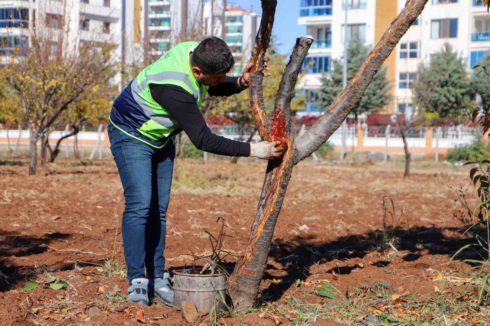 dbb ozel yontemlerle agaclari tedavi ediyor 0 U5PdCmhg