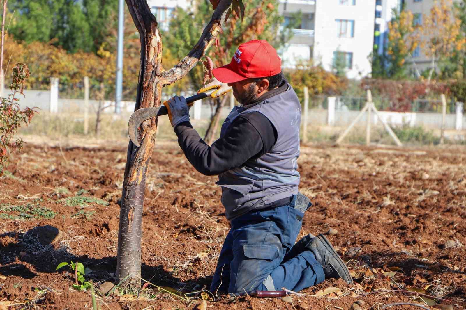 dbb ozel yontemlerle agaclari tedavi ediyor 2