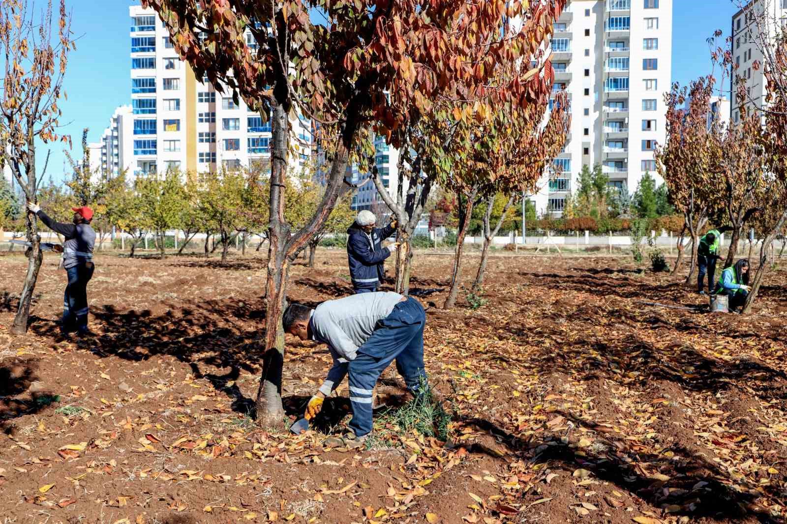 dbb ozel yontemlerle agaclari tedavi ediyor 4 hYKULWnk