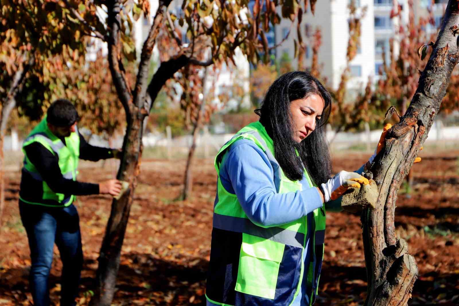 dbb ozel yontemlerle agaclari tedavi ediyor 5 iiZvMdus