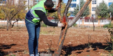 dbb-ozel-yontemlerle-agaclari-tedavi-ediyor-8KKc4hZG.jpg
