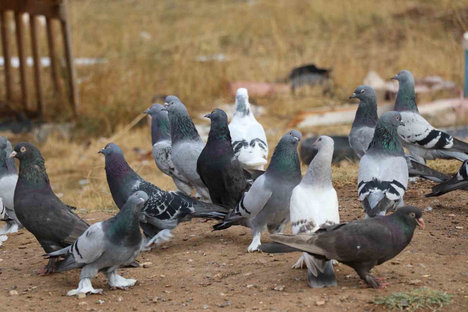 degeri yarim milyondan fazla yurt disindan bile talep goruyor 3 ZEL2deuh