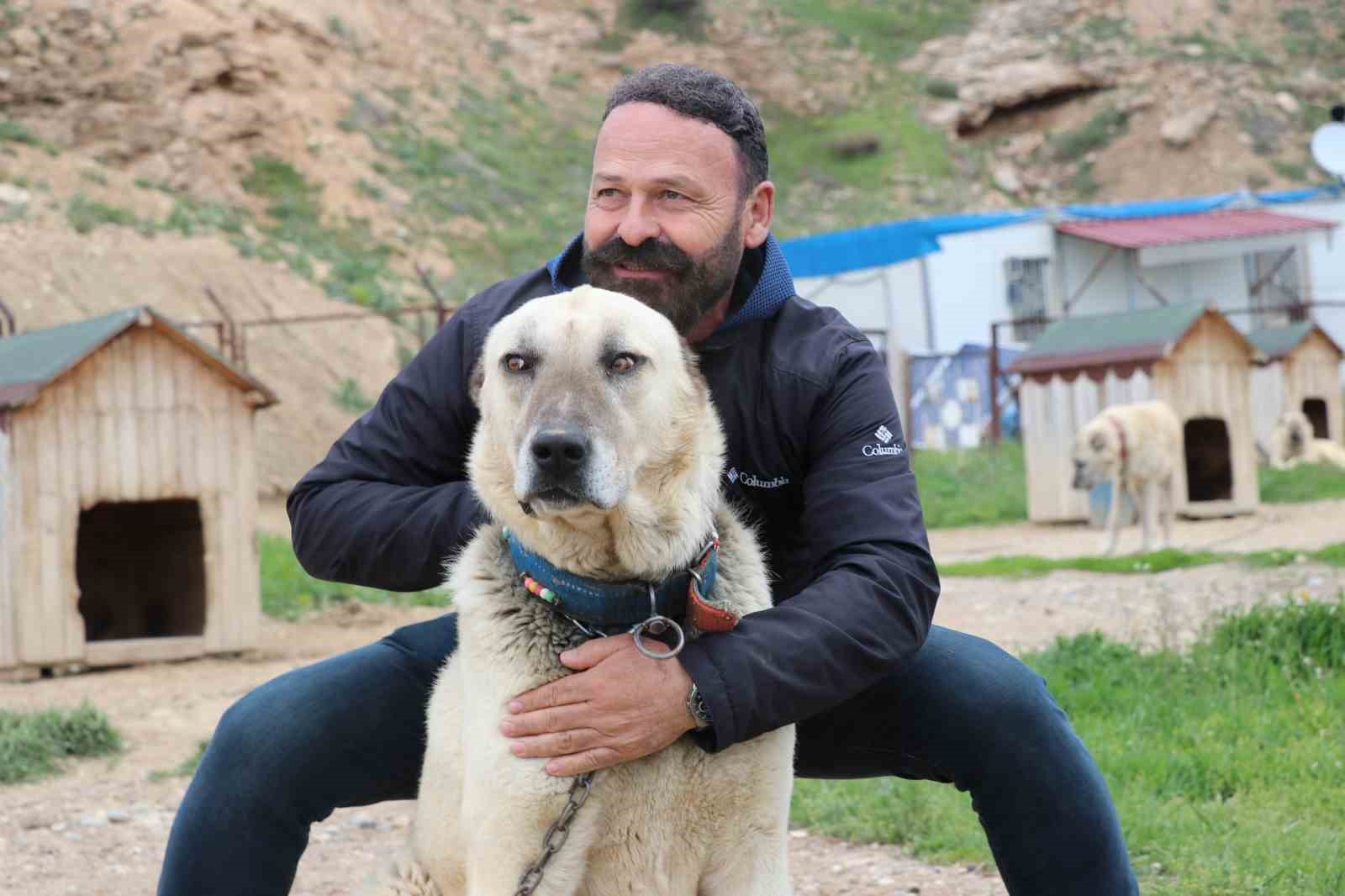 degisken havalar anadolu aslanlarini depresyona soktu 0 dyllWKf8