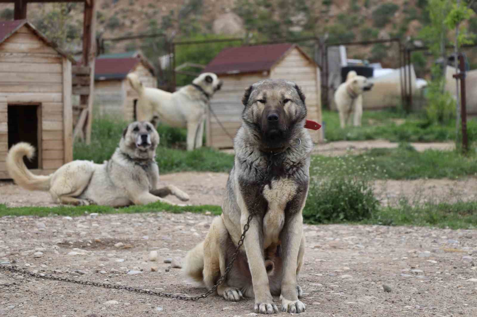 degisken havalar anadolu aslanlarini depresyona soktu 1