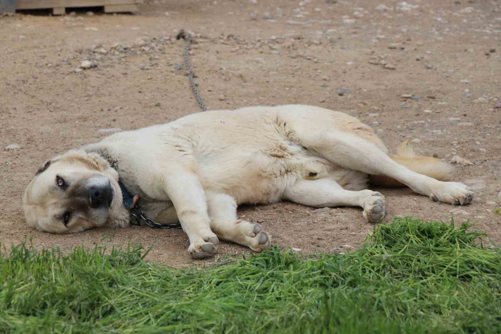 degisken havalar anadolu aslanlarini depresyona soktu 2 IztOTCBF