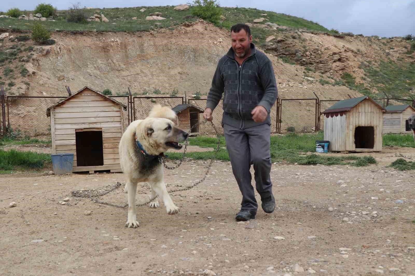 degisken havalar anadolu aslanlarini depresyona soktu 3 l2NtFWWl