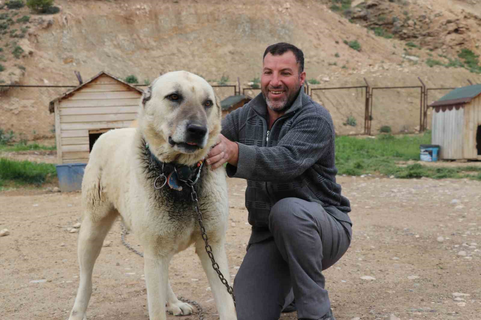 degisken havalar anadolu aslanlarini depresyona soktu 4 7vAawz2J