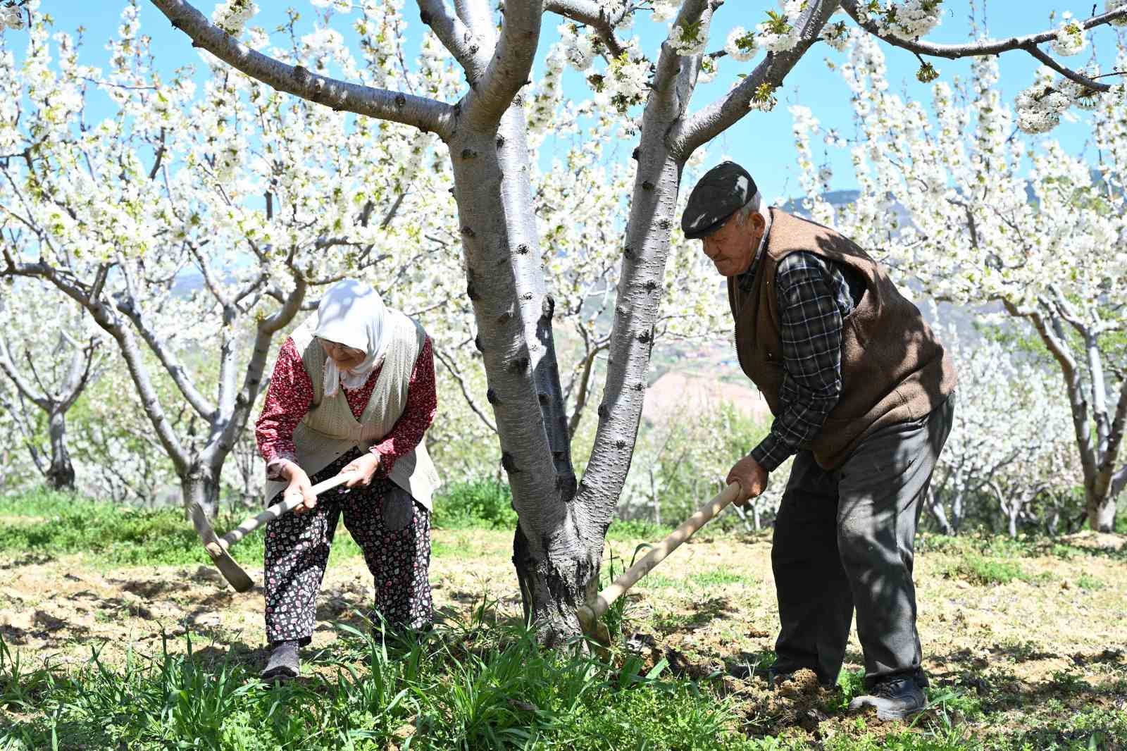 Demirci’de 800 bin kiraz ağacı çiçek açtı 5 demircide 800 bin kiraz agaci cicek acti 1 uk1gUlSl