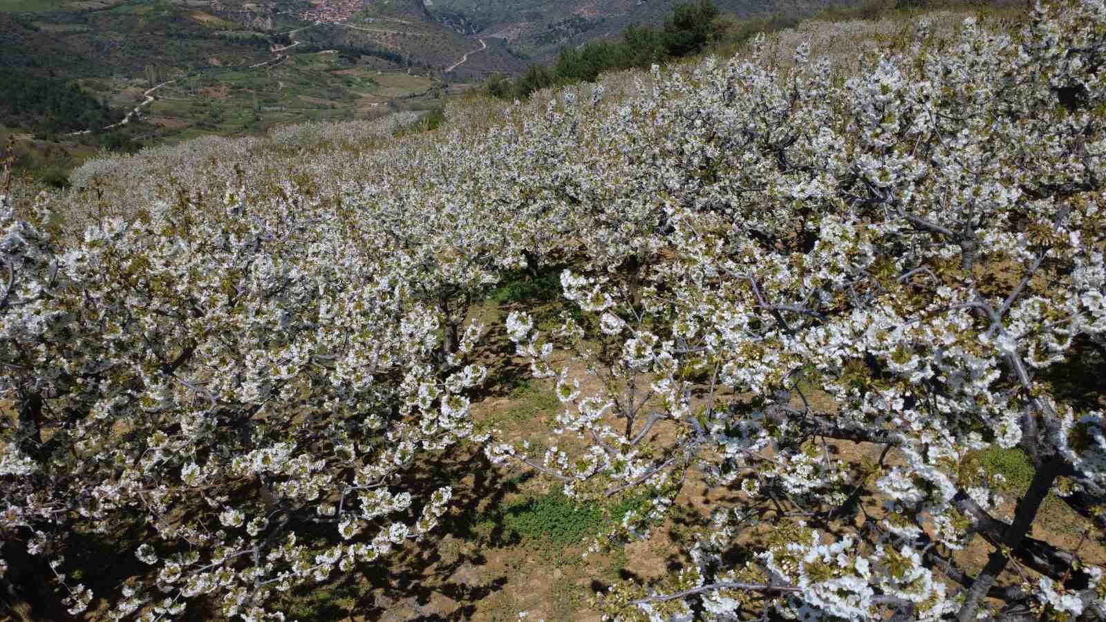 Demirci’de 800 bin kiraz ağacı çiçek açtı 7 demircide 800 bin kiraz agaci cicek acti 3 NhZGI9Vf