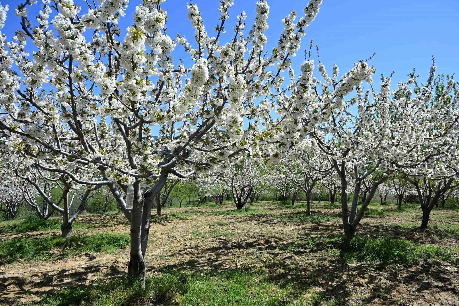 Demirci’de 800 bin kiraz ağacı çiçek açtı 8 demircide 800 bin kiraz agaci cicek acti 4 Mv1GlhGL
