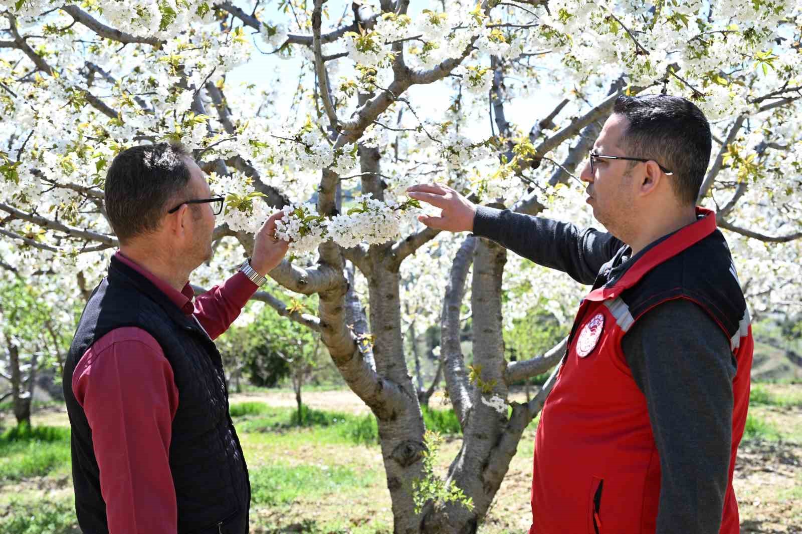 Demirci’de 800 bin kiraz ağacı çiçek açtı 10 demircide 800 bin kiraz agaci cicek acti 6 WpsYbrHe