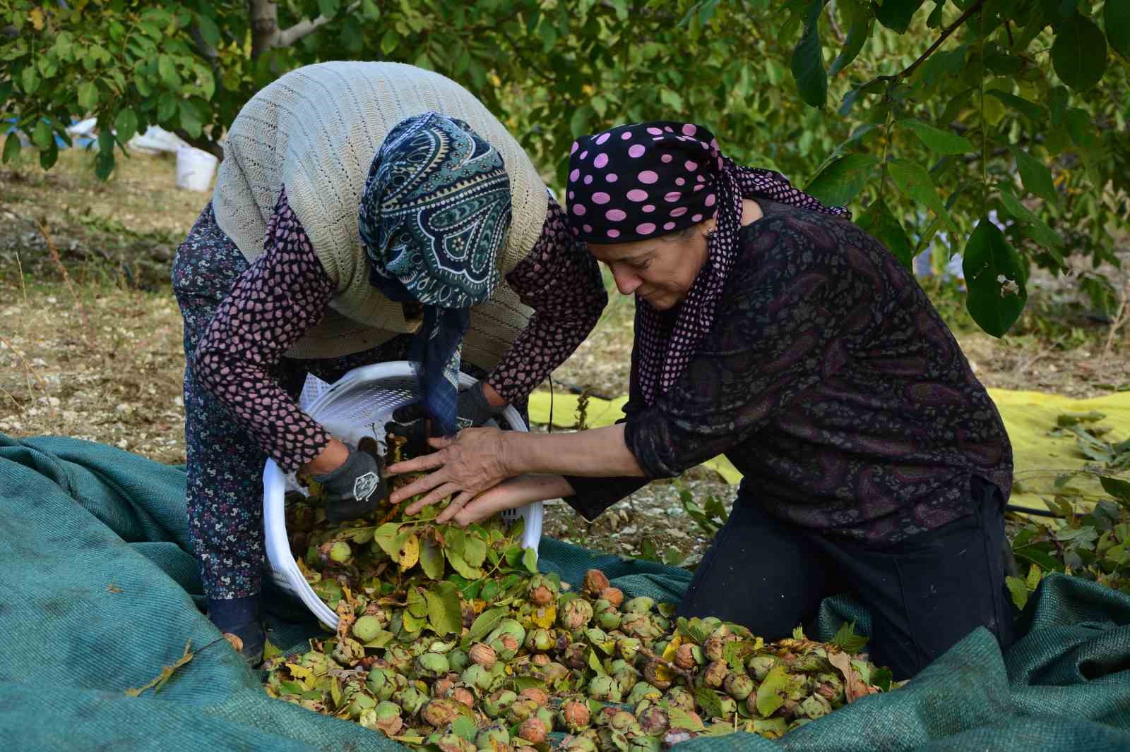 demircide ceviz hasadina baslandi 0